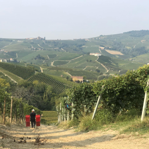 Product image for Vietti Barolo