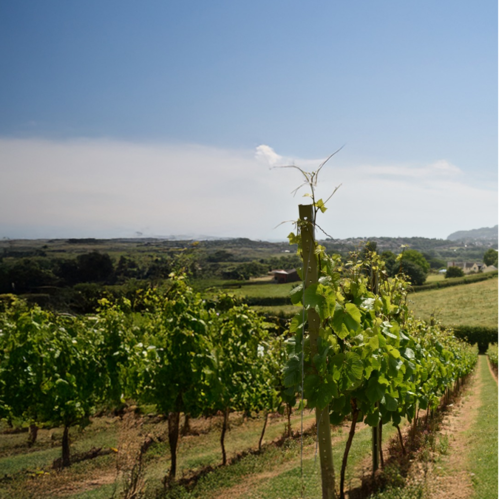 Product image for Villa San Martino Pinot Grigio