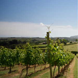 Product image for Villa San Martino Pinot Grigio