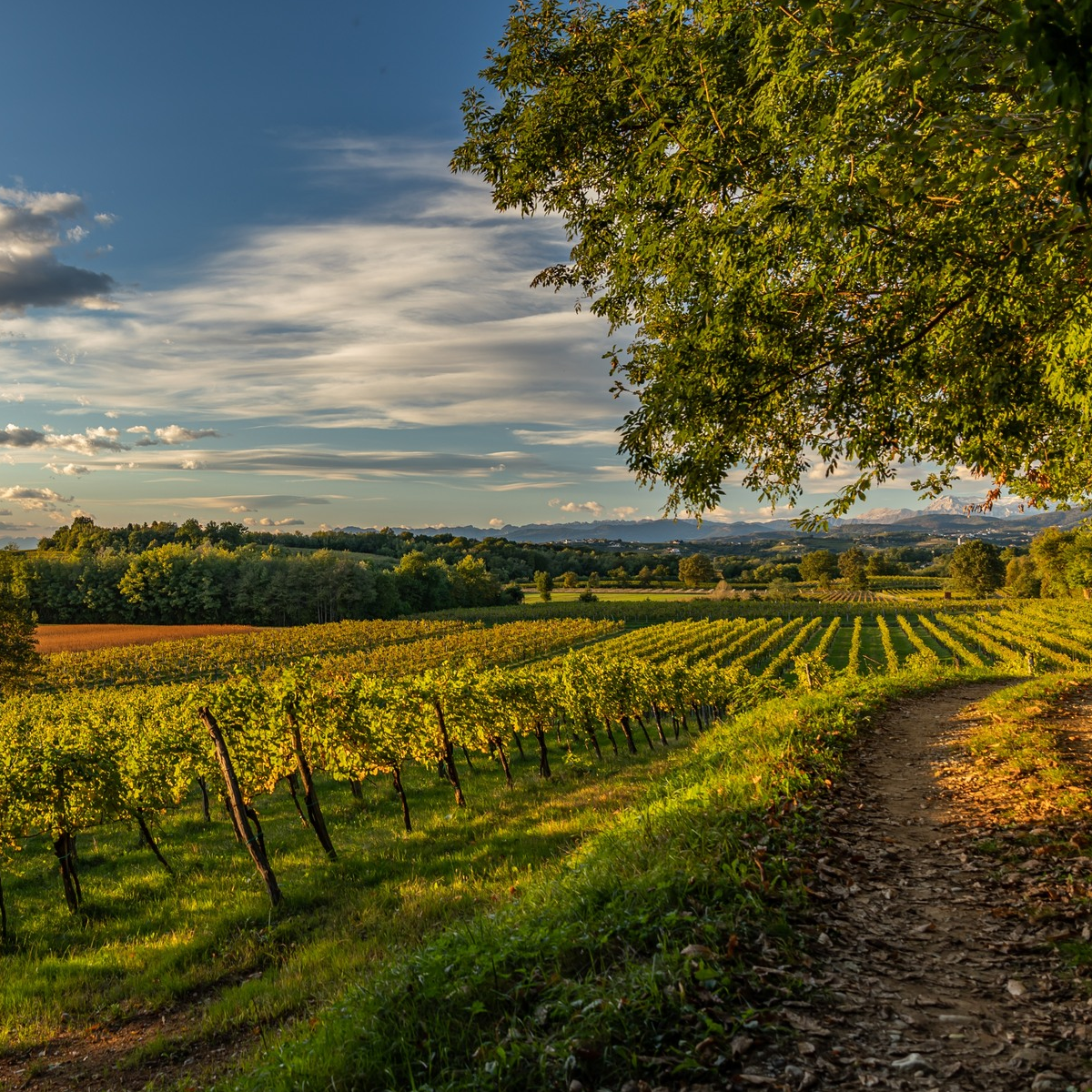 Product image for Villa San Martino Pinot Grigio