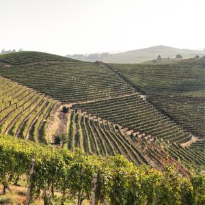 Product image for Michele Chiarlo Barbera d'Asti Superiore Le Orme