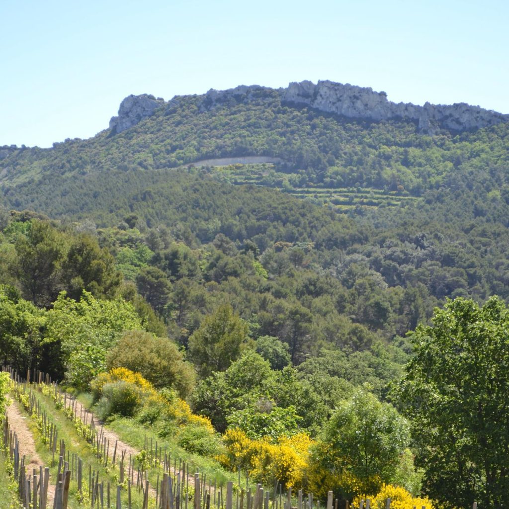 Product image for Saint Cosme Gigondas