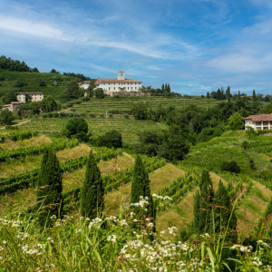 Product image for Le Vigne di Zamo Pinot Grigio