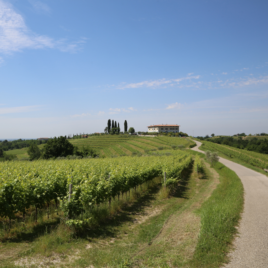 Product image for Le Vigne di Zamo Pinot Grigio