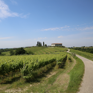 Product image for Le Vigne di Zamo Pinot Grigio