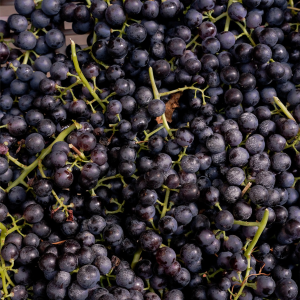 Product image for Zenato Amarone Classico della Valpolicella Riserva Sergio Zenato