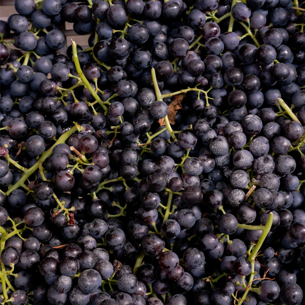 Product image for Zenato Valpolicella Superiore