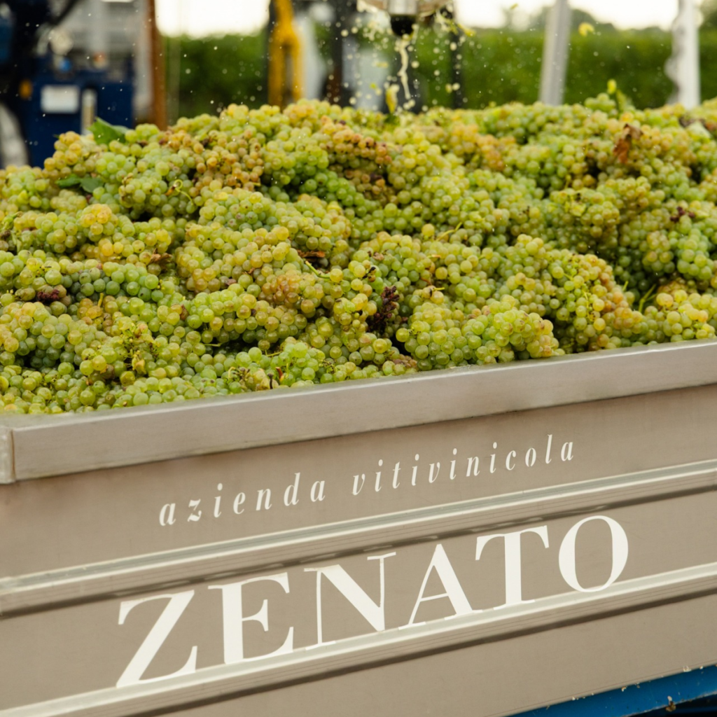 Product image for Zenato Pinot Grigio