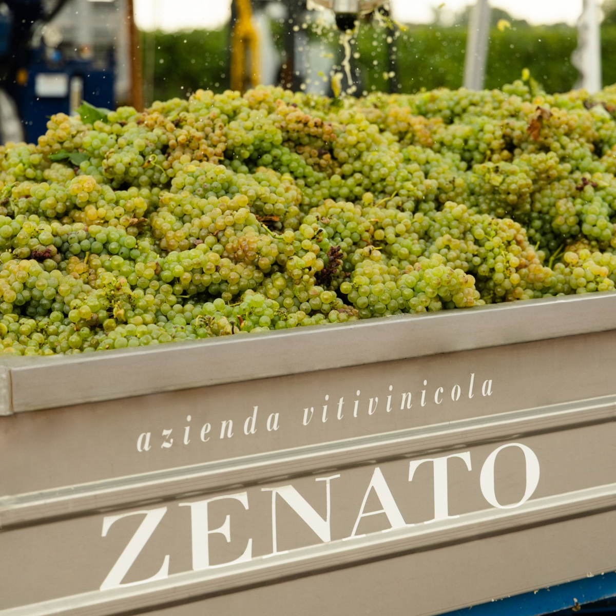 Product image for Zenato Pinot Grigio
