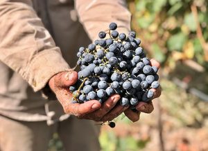 Product image for Chakana Atorrante Malbec