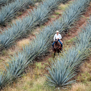 Product image for Jose Cuervo Tradicional Silver