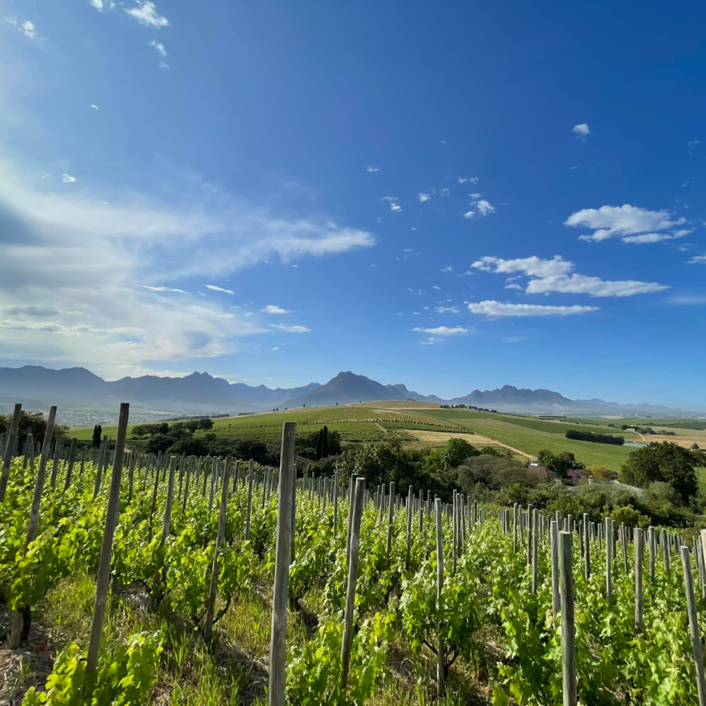 Product image for Big Flower Cabernet Franc