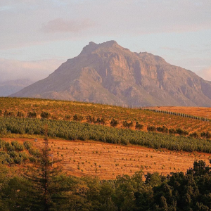 Product image for Big Flower Cabernet Sauvignon