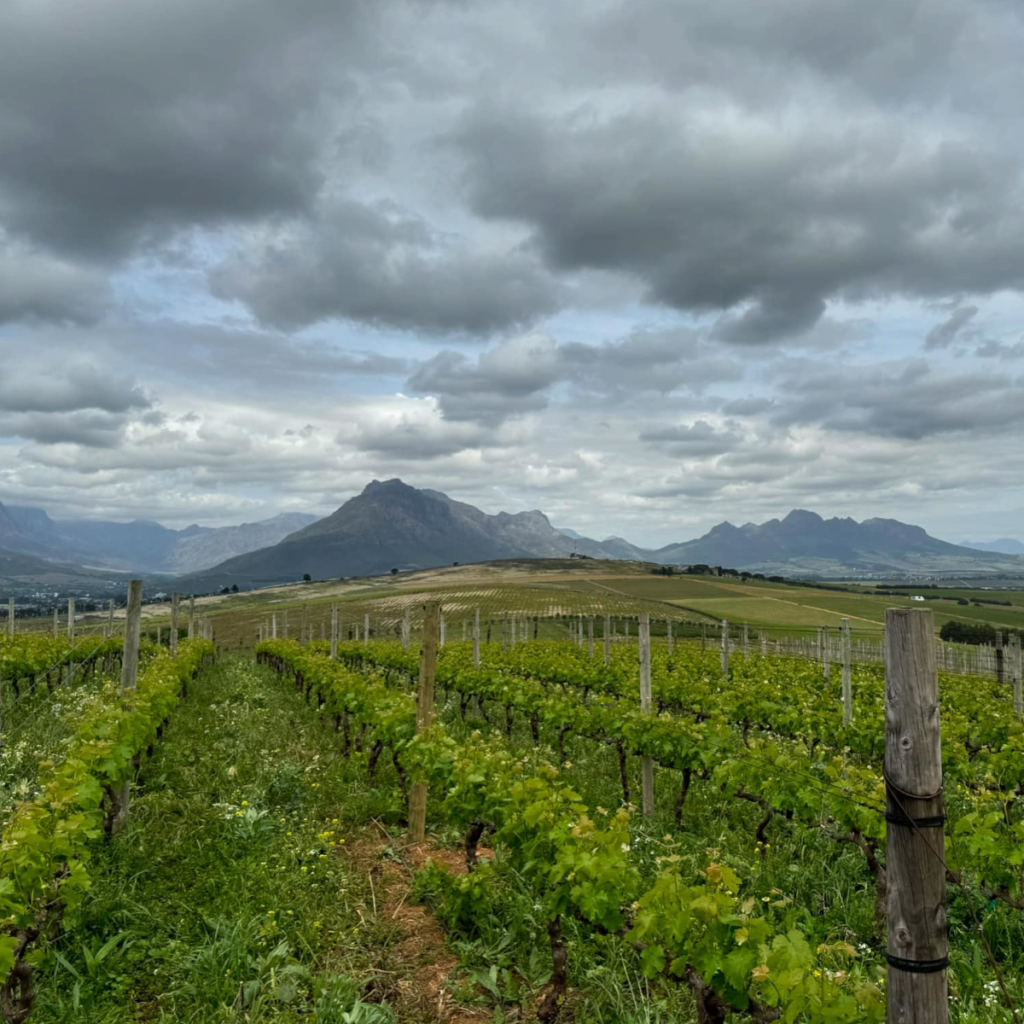 Product image for Big Flower Cabernet Franc