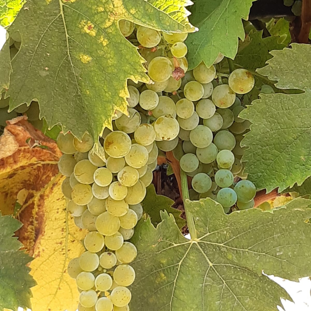 Product image for Rocca di Castagnoli Molino delle Balze Chardonnay