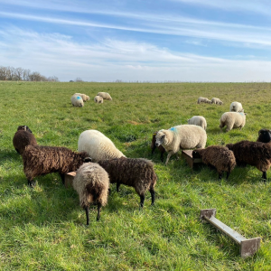 Product image for Domaine Beatrice et Pascal Lambert Les Terrasses Chinon