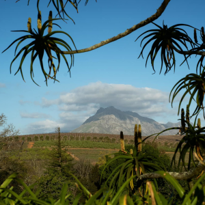 Product image for Big Flower Cabernet Sauvignon