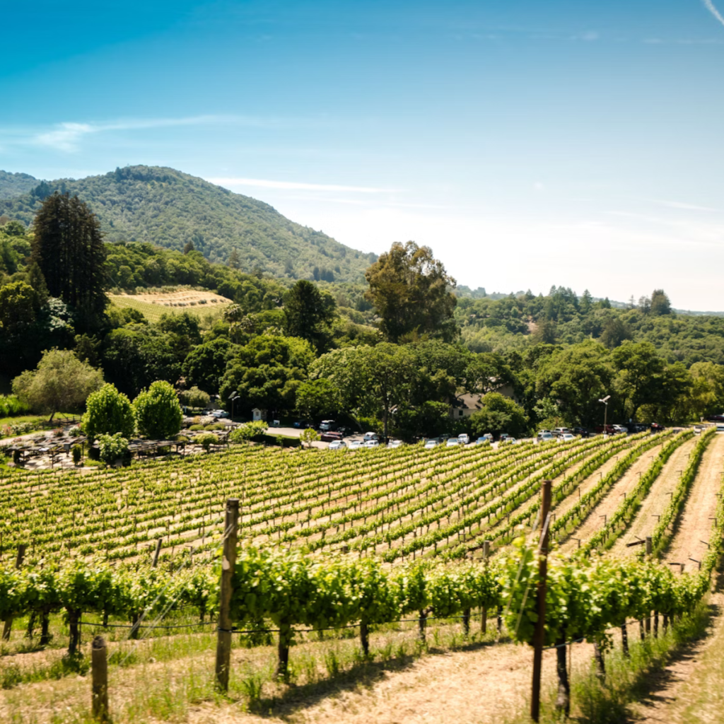 Product image for Vina Santurnia Rioja Tinto