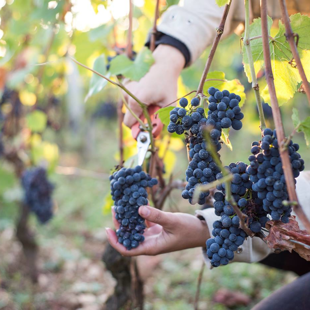 Product image for Marchand Tawse Cote de Nuits Villages