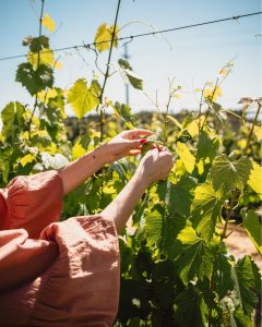 Product image for Los Cardos Cabernet Sauvignon