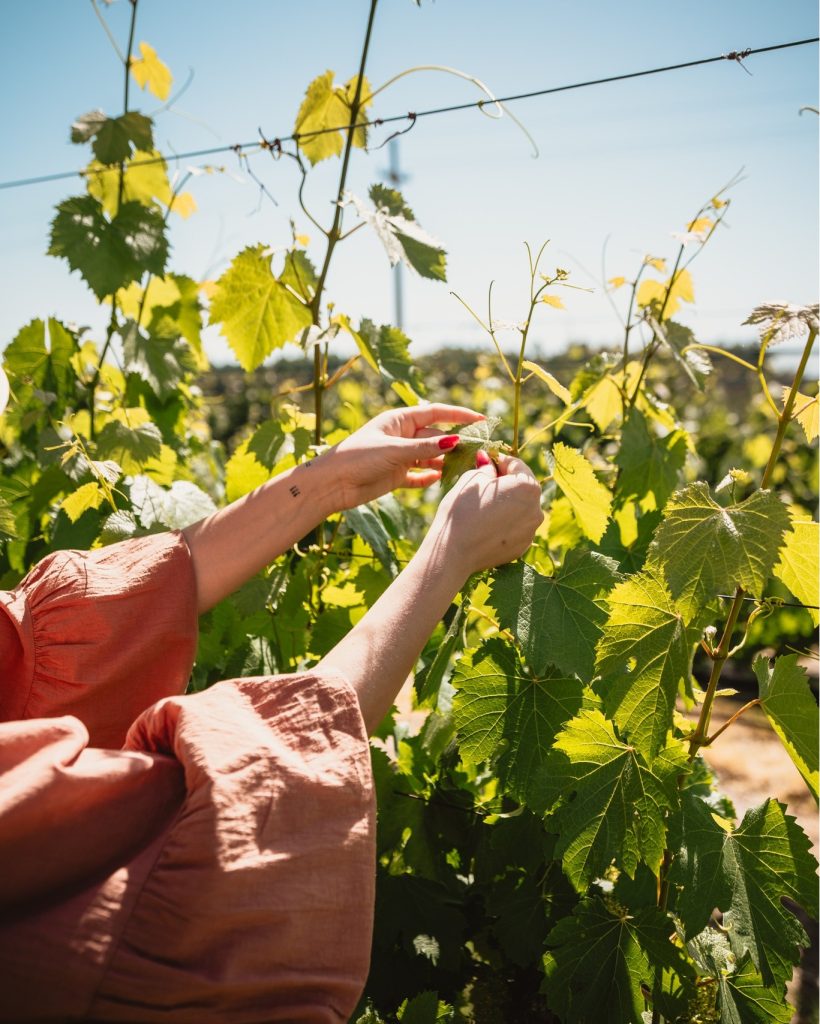 Product image for Los Cardos Cabernet Sauvignon