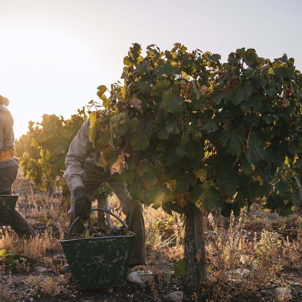 Product image for Paula Malbec