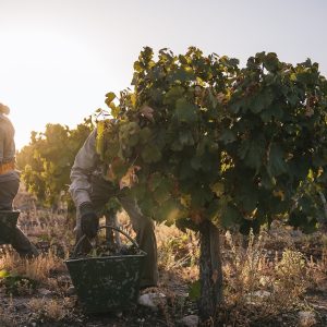 Product image for Paula Malbec