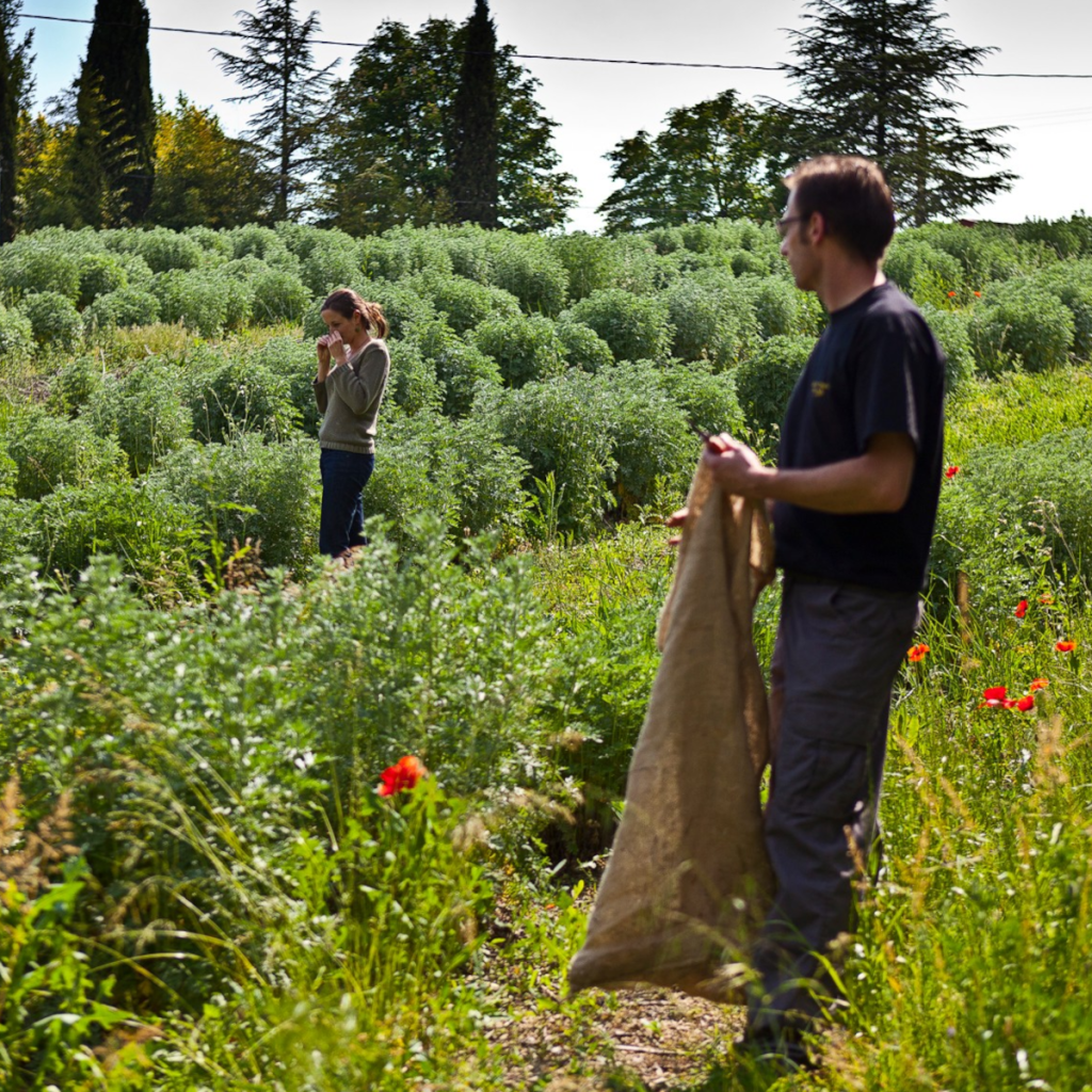 Product image for Pastis Henri Bardouin