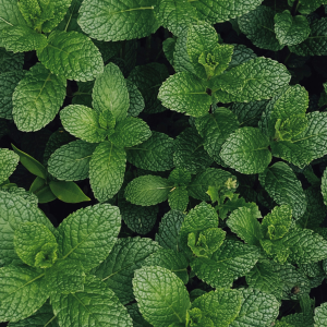 Product image for Brancamenta