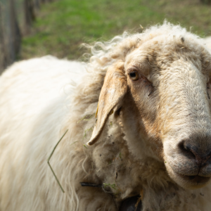 Product image for Marco Barba Barbarossa