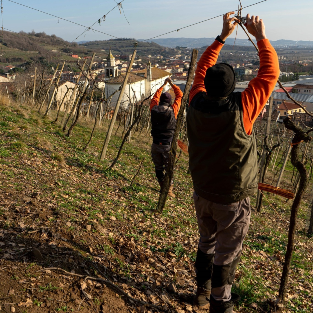 Product image for Marco Barba Barbarossa