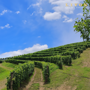 Product image for Livon Sauvignon Blanc