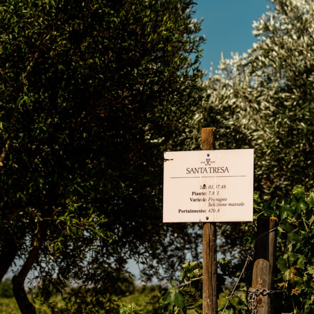 Product image for Feudo di Santa Tresa Frappato