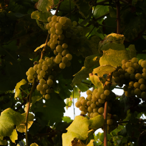 Product image for Livon Sauvignon Blanc