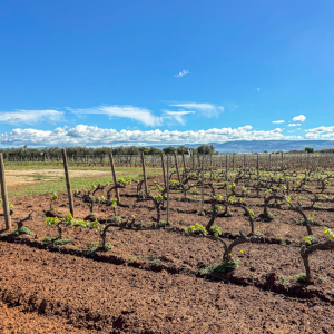 Product image for Feudo di Santa Tresa Frappato