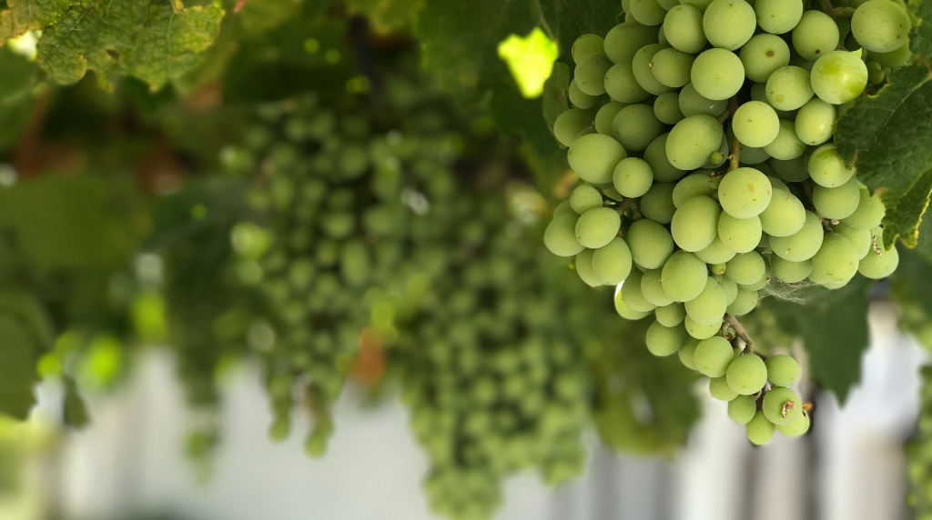 Weird and Wonderful White Grapes of Southern & Central Italy