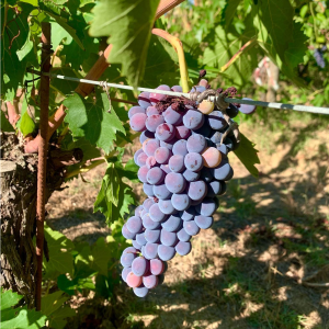 Product image for Antonelli Baiocco Sangiovese