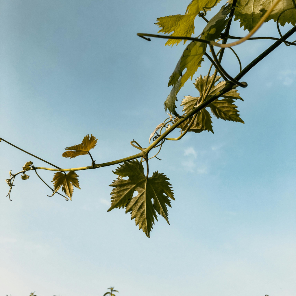 Product image for Antonelli Baiocco Sangiovese