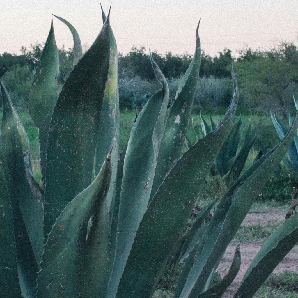 Product image for El Espolòn Tequila Reposado