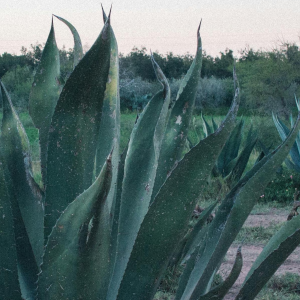 Product image for El Espolòn Tequila Reposado