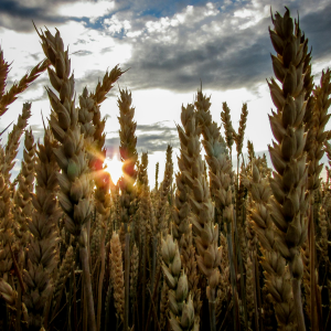 Product image for Wyborowa Vodka