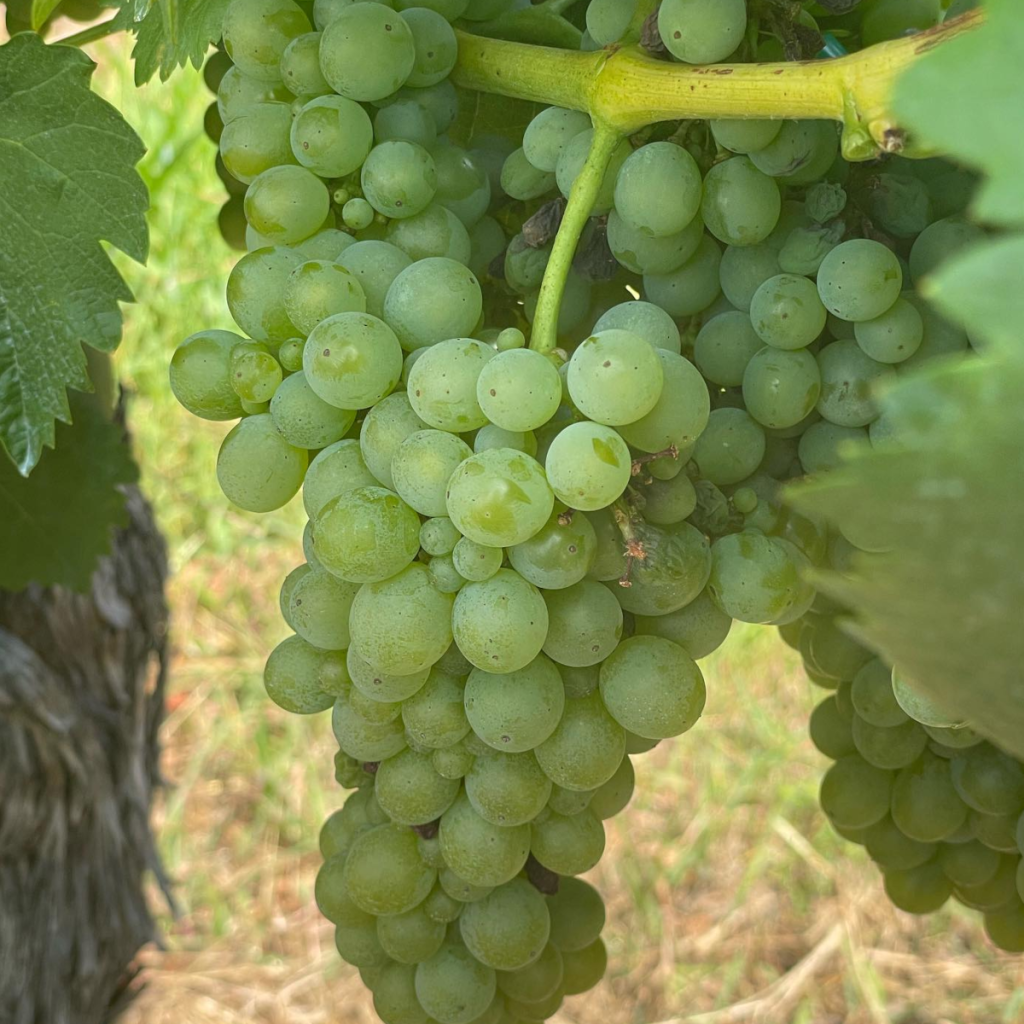 Product image for The Flower and the Bee Treixadura