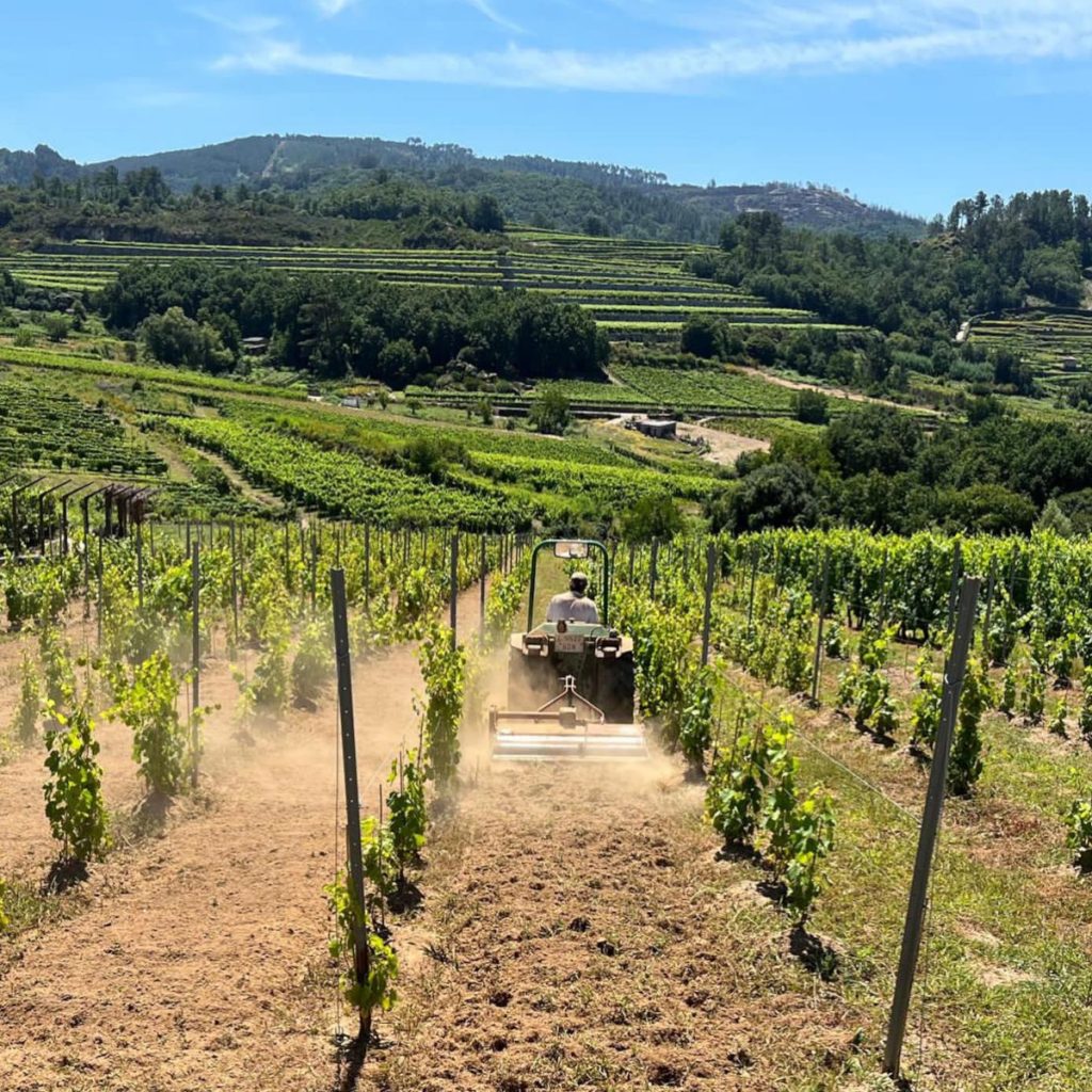 Product image for The Flower and the Bee Treixadura