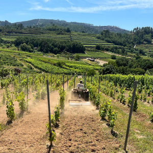 Product image for The Flower and the Bee Treixadura