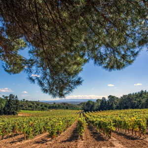 Product image for Hacienda El Ternero Rioja Seleccion La Pera Rioja Blanco