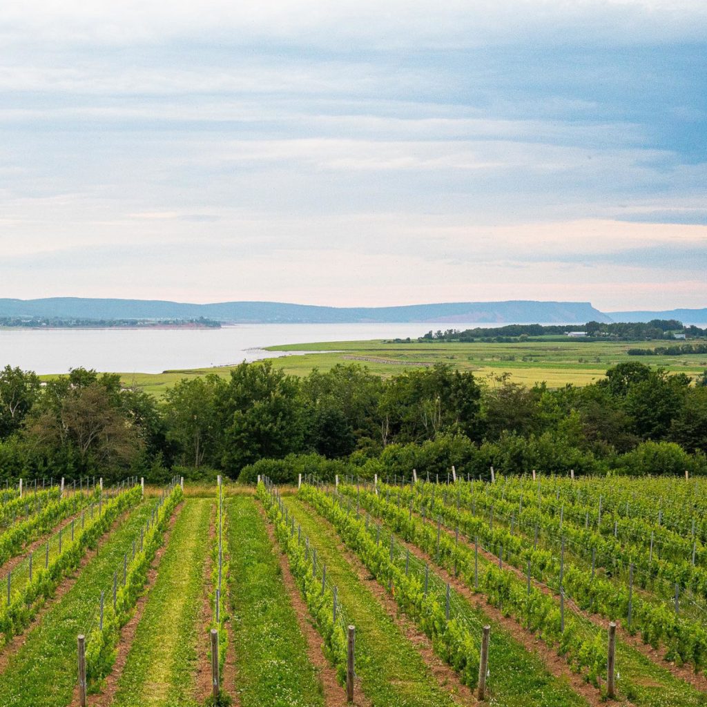 Product image for Lightfoot & Wolfville Brut