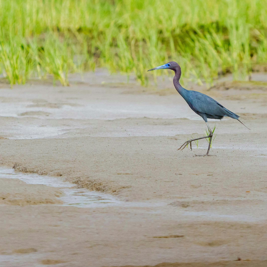 Product image for El Dorado 15 Year Old Demerara