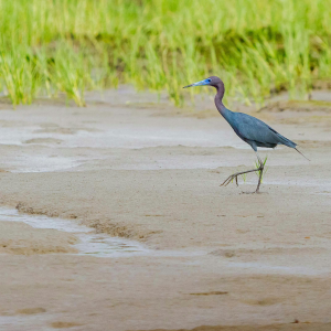 Product image for El Dorado 15 Year Old Demerara