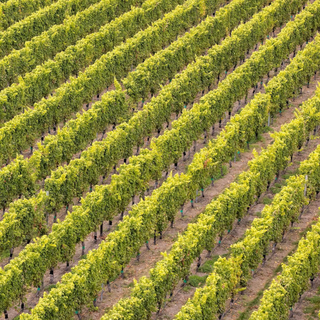 Product image for Kim Crawford Sauvignon Blanc