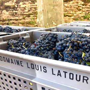Product image for Louis Latour Pinot Noir